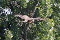 IMG_5896 Black Kite.JPG